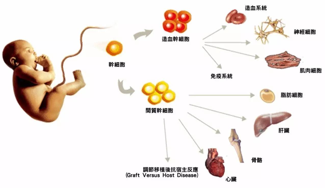 一家三代无大病史，夫妻争吵、公婆反对，没想到这份脐带竟然