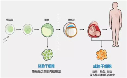 成体干细胞.jpg