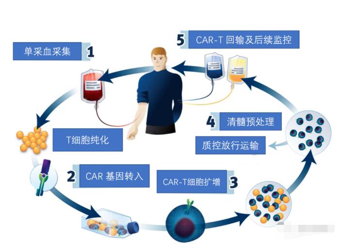 细胞免疫治疗之CAR-T疗法简介
